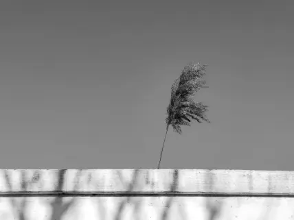 Kasino Napoli Mobilní aplikace